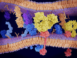 A-speficic-antibody-(yellow)-blocks-the-binding-site-of-PD-1-(red)-on-a-T-cell-to-avoid-the-down-regulation-of-the-immune-system-by-cancer-cells.-1053139954_8000x6000-1-1