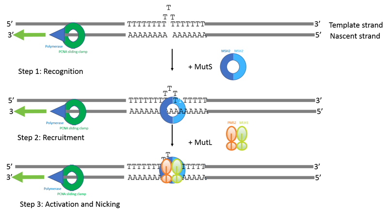 Microsatellite Instability Testing blog