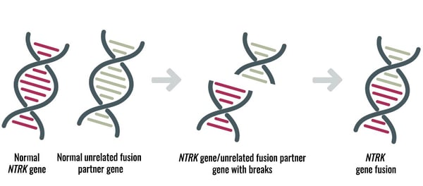 NTRK gene