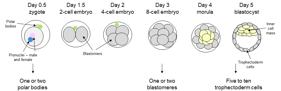 embryonic development (003)