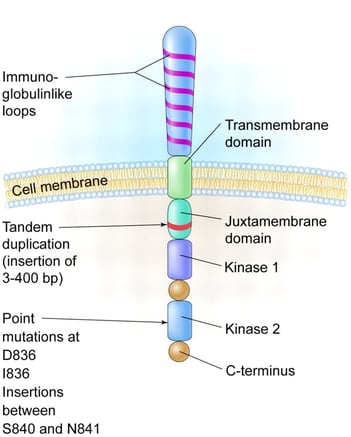 structure-of-FLT3-receptor.jpg