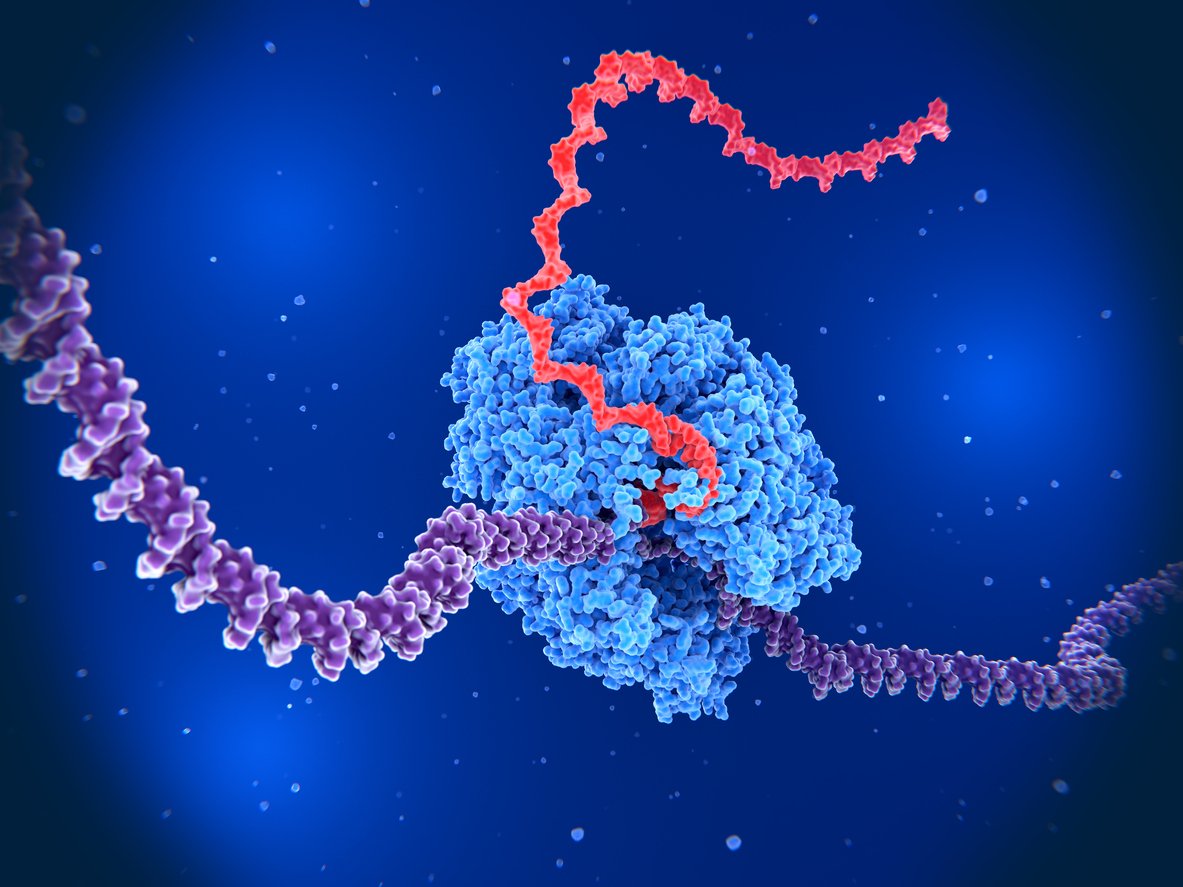 Молекула ДНК. Фермент синтезирующий ДНК. МИКРОРНК картинки. ДНК полимераза DNA красная синяя.